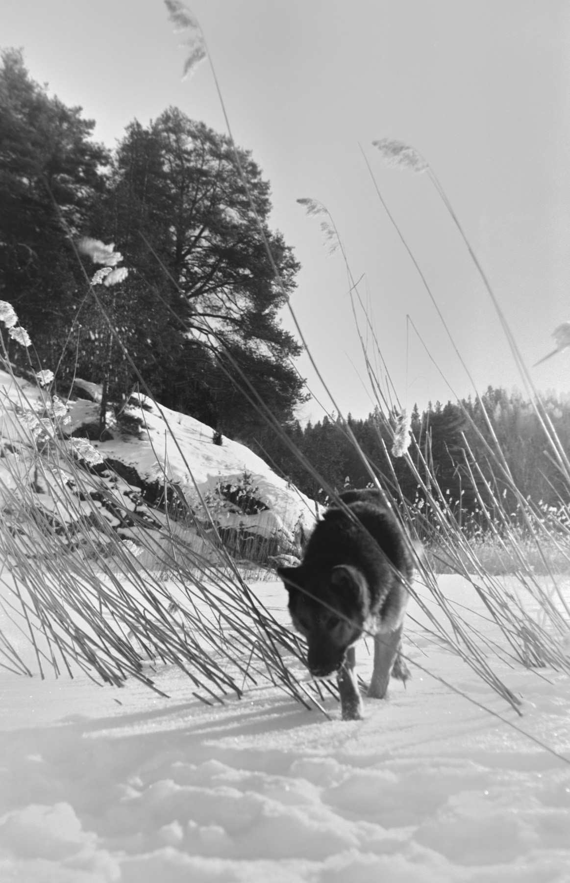 Портрет на плёнку 6×9, кадр 4